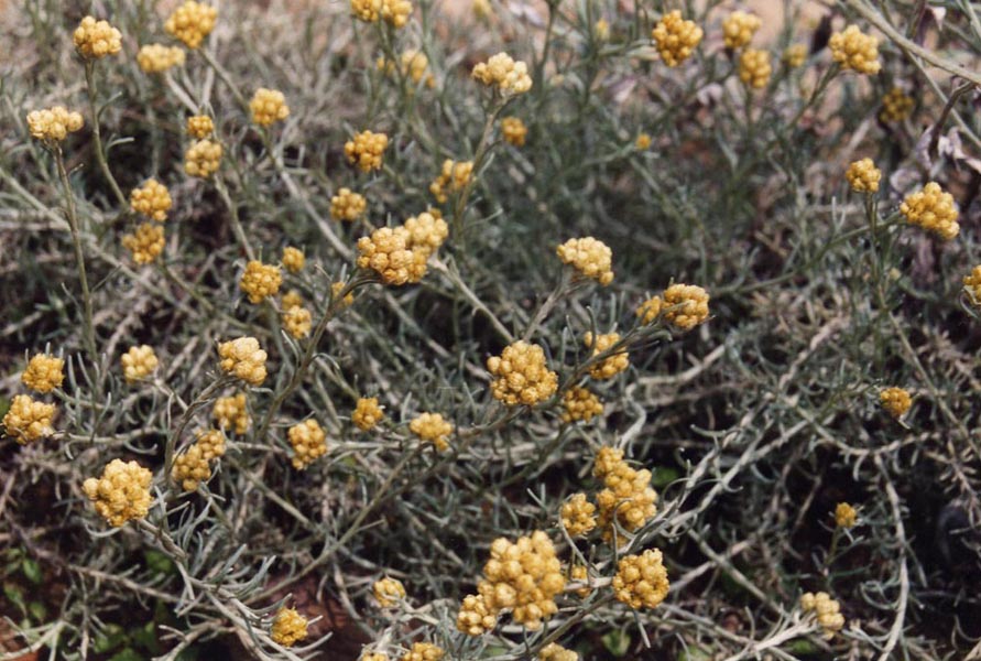 Helichrysum stoechas en fleurs sur une falaise littorale ensoleillée du Pays basque